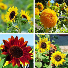 观赏向日葵种子矮杆玩具熊向日葵种子景观花海易种迷你葵花籽种子