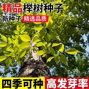 �Θ�N�Ӽt�Θ仨��С�~�Θ���ľ�N��ͥԺ�o�¾G��ֲ�����ηN��