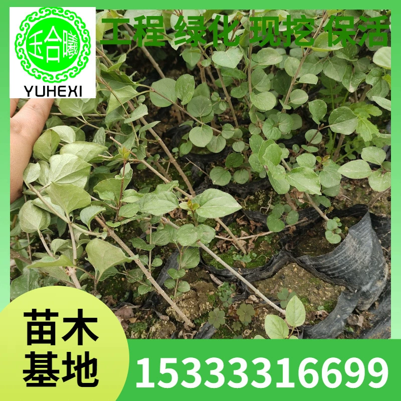 Чашка для рассады сирени четырех сезонов, чашка для питания с малолистовой сиреней, чашка для рассады сирени, садовая зеленая лента для ландшафтного дизайна.