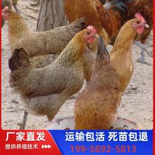 ���l���u�����С��һ���g���w���_�������ĸ�絰�u��ɢ�Bɽ���u