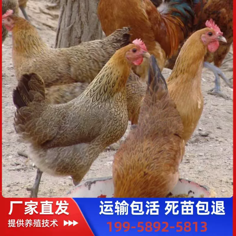 Оптовая продажа свежеиспеченных цыплят, живых цыплят одного дня с зелеными лапками, черными перьями, белым мясом, цыплят-самок, несушек, горных кур на свободном выгуле.