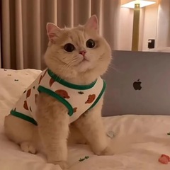 猫服の小型犬の毛落ち防止夏ベスト夏の薄い猫のぬいぐるみ猫テディ犬英美短青