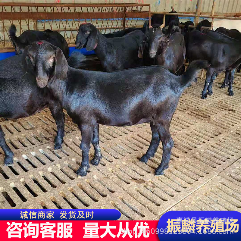 山东黑山羊羊羔批发养殖黑山羊羊羔 山东养殖场