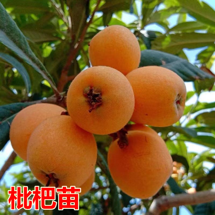 枇杷苗树无核特大南北方种植砂糖大五星枇杷苗枇杷苗嫁接枇杷树苗