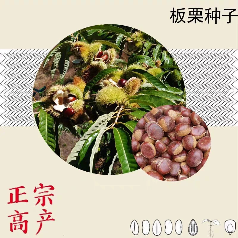 Новые семена каштана в этом году Каштановые фрукты Сад Посадка зеленой пищи Японский каштан Фруктовое дерево Семена