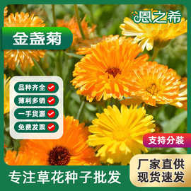 金盏菊种子四季种易活绿化草花籽野花组合百日草波斯菊硫华菊