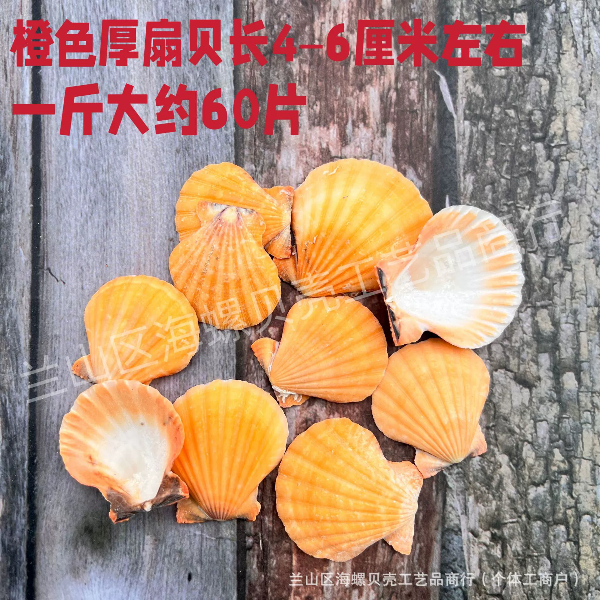 Shell Natural Shell Conch Stars Drifting Bottle Shell Crafts Wholesale Diy Handmade Shell Materials