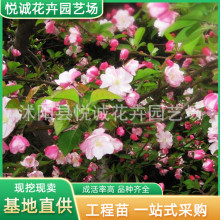 Ę紹zĻ繫@Nֲ^pֲļGhĘ