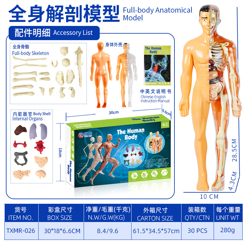 Modelo del cuerpo humano, juguetes educativos STEM para niños, modelo de anatomía humana desmontable, reconocimiento de órganos, fabricante, venta al por mayor image 18