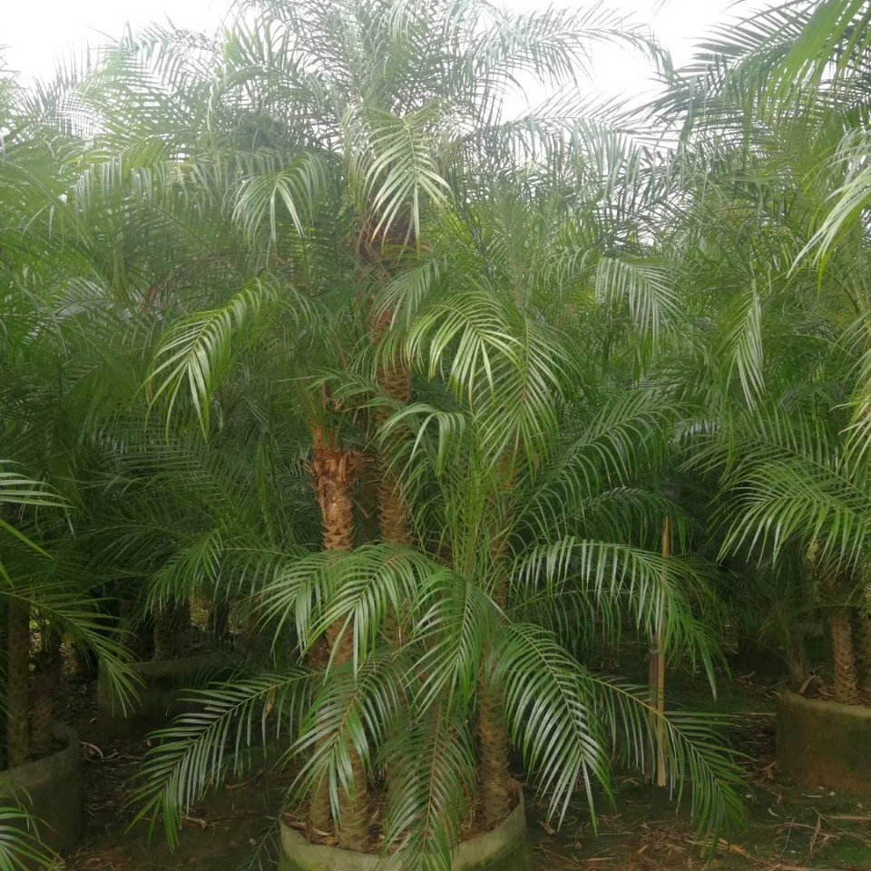 903 поставка кустая красивая игла 2-3 метра в мешке саженцы