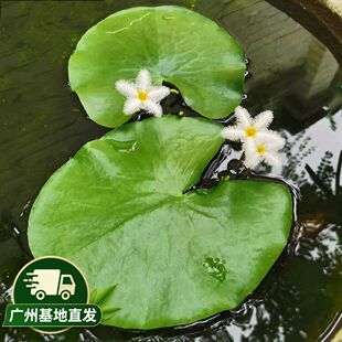 һ�~ɏ��Ƽˮ��ֲ���~��ˮ���쾰��ɏ˯ɏˮ�B������ˮ�|�ļ��_��