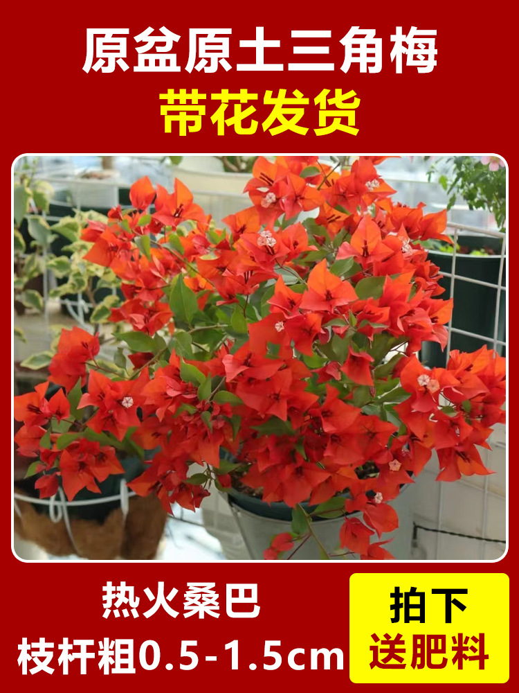 히트 삼바 모종 약 45~50cm [사계절 꽃이 핀다] (꽃이 담긴 원래 화분에 담겨 배송)