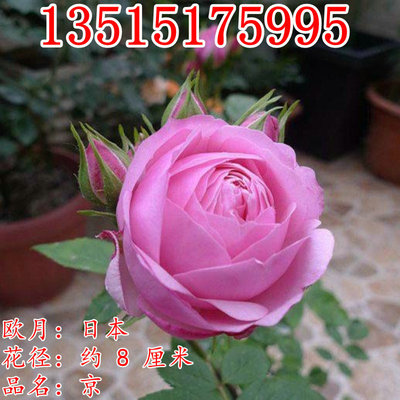 京 日本微型月季花苗 灌木玫瑰四季开花勤花耐开阳台庭院盆栽花卉