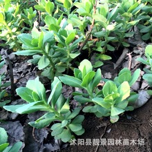 耐寒宿根草花八宝景天批发时令草花租摆工程花海营造小花基地