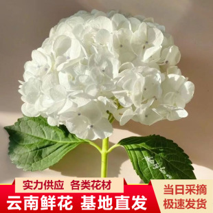 �����r�����l�Fُ��������r�������c�û�ˮ�B���廨�����仨