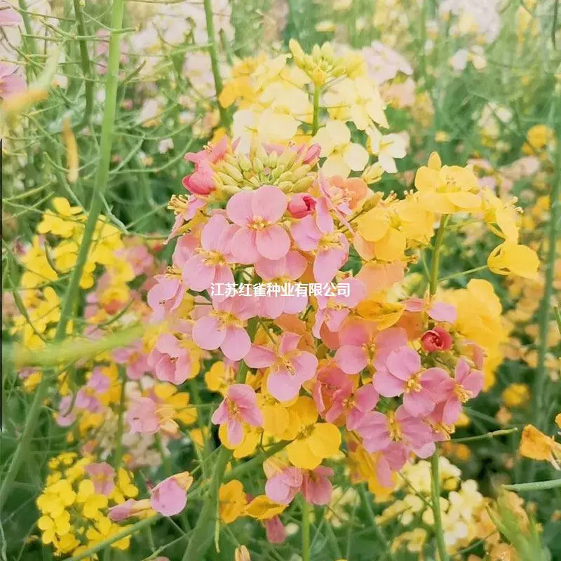 Декоративный цветной цветок изнасилования Высококачественное семя цветка изнасилования Красочное семя рапса Высокоурожайное масло, сжимающее весенне-Осенние цветы для посева
