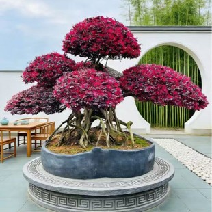 ����t���^ľ��ͥԺ�Gֲ�h�ʇ����t�^ľ�����ļ��t�~��ɫ�辰��