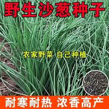 ��ζҰ��ɳ�[�N���͟��ͺ����[ޯ���ɹž�Ұ�[С���[�ļ��߲˷N��