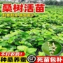 大叶四季食用耐寒桑葚