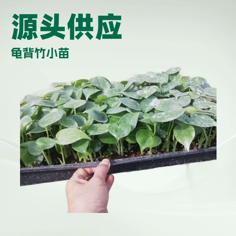 Производитель напрямую поставляет экзотические растения для бонсай (монстера), ландшафтные цветы, зеленые растения, рассаду оптом.