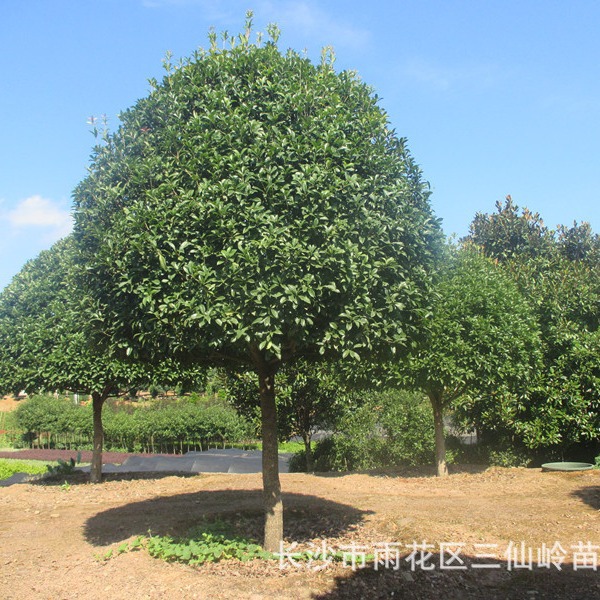 桂花树基地供应移栽桂花树苗 提供移栽桂花树技术和桂花树价格