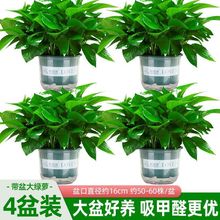 大叶绿萝盆栽室内客厅吸甲醛净化空气植物绿植花卉办公室绿箩批发