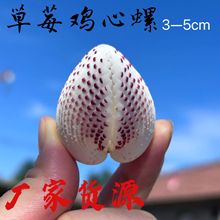 天然黄绿贝壳工艺品草莓鸡心螺鸡心蛤收藏装饰学生儿童研学幼教