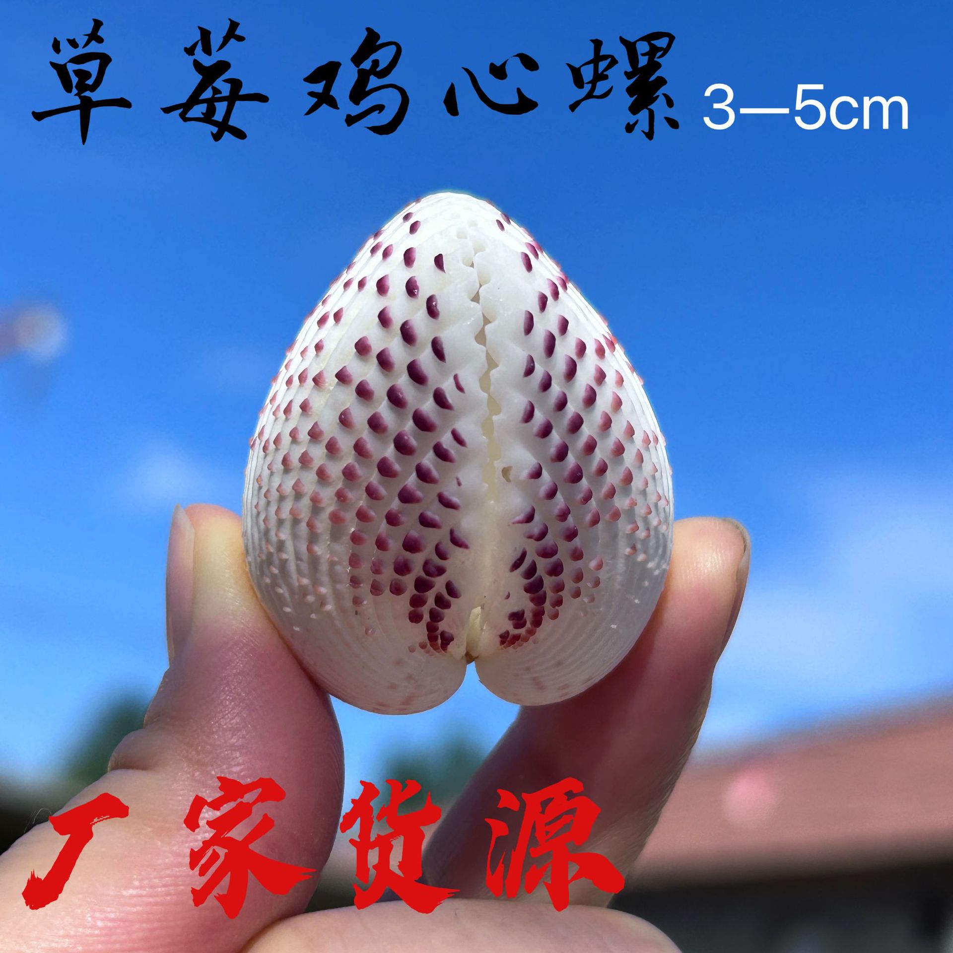 天然黄绿贝壳工艺品草莓鸡心螺鸡心蛤收藏装饰学生儿童研学幼教