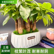 �p��ֱ�l�Nֲ������������lؔ���辰ȥζ���ռ�ȩ�����B��Gֲ