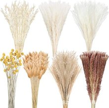 亚马逊波西米亚跨境芦苇潘帕斯草套装玲珑草干花花束装饰永生花