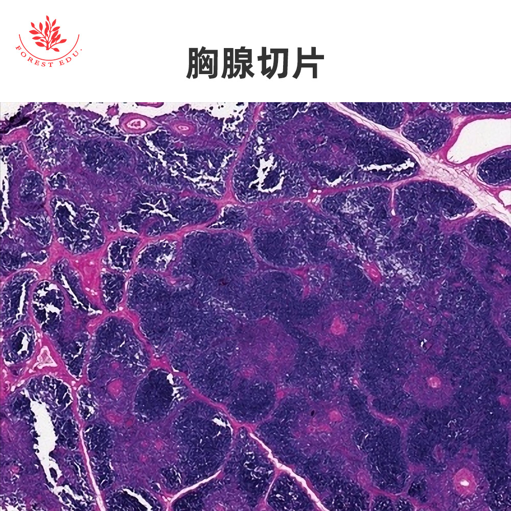 3 内分泌系统显微玻片