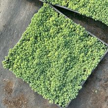 ���A�����籡ѩ�f���ͥԺ�e���ļ������޸����R�ر�ֲ���ͺ��ͺ�