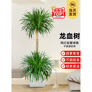 ��Ѫ�����ԾGֲ�҃ȴ��Ϳ͏d���辰�滨���F��횘��k�������ֲ��