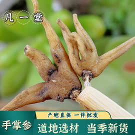 【凡一堂】手掌参 道地选材 手儿参 掌参 藏三七 佛手参 阴阳参