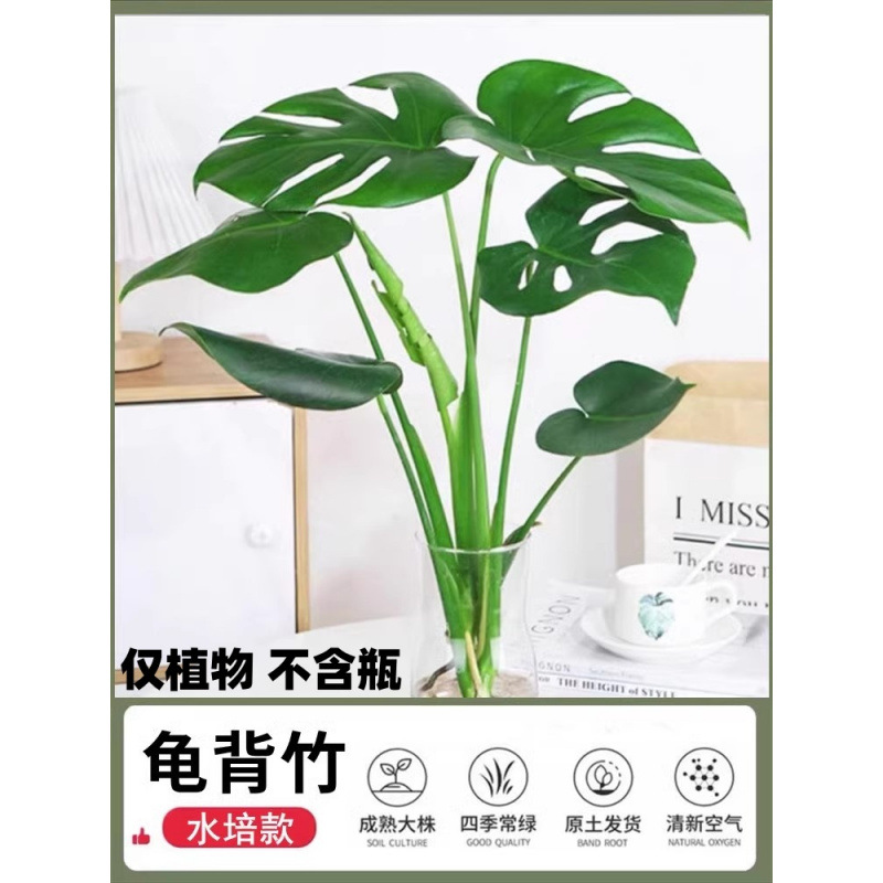 [새로운 수경재배 인기] 엄선된 몬스테라 40-50cm 1그루 + 무료 영양액