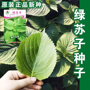 �G�K�ӷN�����K��ʳ���K���~�����ļ������߲˷N���̨�Nֲ�K����