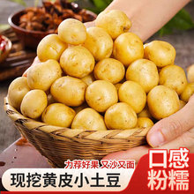 材料小2025小土豆黄心斤装恩施新鲜5马铃薯农家自种高山烧烤现挖