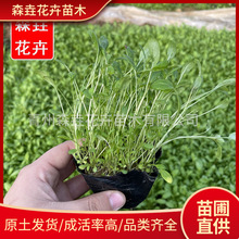 ������Ҋ�ݻ������l���� �G�����̻�����ľ  ͥԺ��Ҋ�������l