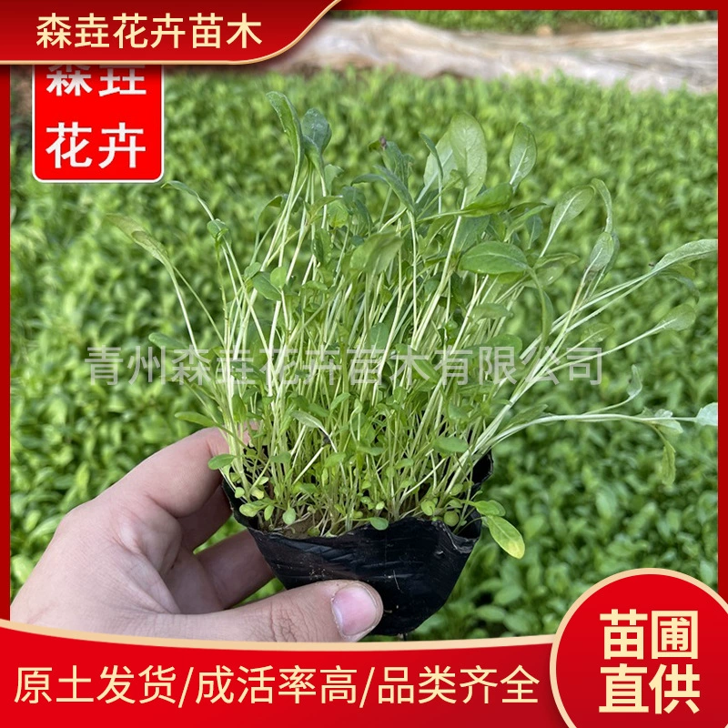 Красивые семена вечерней примулы оптом для цветочных проектов, рассада вечерней примулы для украшения двора оптом