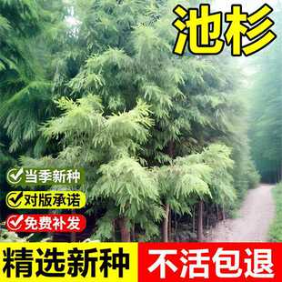 �����²ɳ�ɼ�N�ӳذ��������^�G����ϲ�����������~��ľ��N��