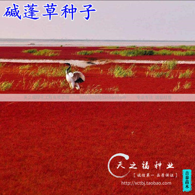 堿蓬草種子鹽荒菜荒堿菜鹽地堿蓬種子沙地荒地耐鹽堿治理土壤改良