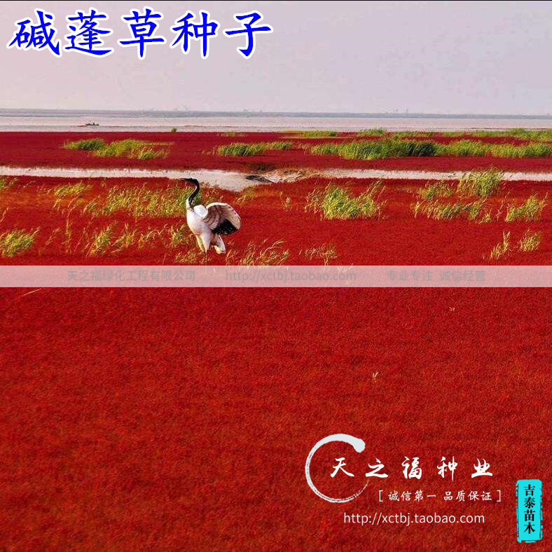 堿蓬草種子鹽荒菜荒堿菜鹽地堿蓬種子沙地荒地耐鹽堿治理土壤改良