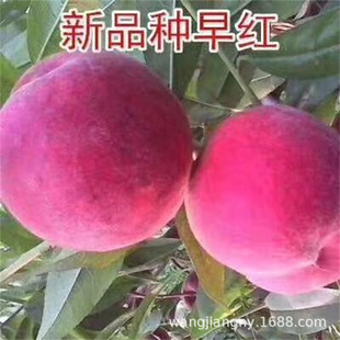 A�F؛�������촺���Ҙ��� �޽������ڸд������ؿ�������ѩ����