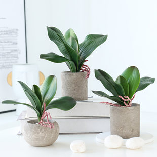 Internet hot selling feel Phalaenopsis mini feel, phalaseee orchid leaf simulation flower plant flower arrangement accessories