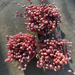 �����µ��m���� 9cm�茍�Ď��莧���l؛