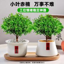 С~骹λw辰ļk҃BGֲ