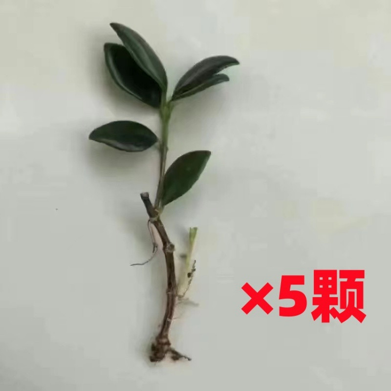 ● 화분은 포함되지 않습니다. [4-5그루] 상록수 - 녹색 식물 넥타이 1개 포함 ●