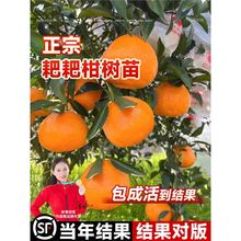 正宗四川耙耙柑树苗粑粑柑春见丑橘桔子橘子南北方种植果树水果苗