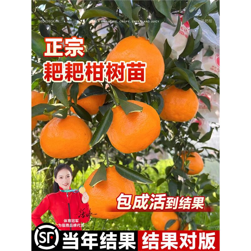 正宗四川耙耙柑树苗粑粑柑春见丑橘桔子橘子南北方种植果树水果苗