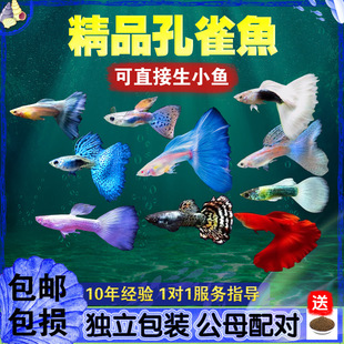 ��Ʒ��ˮ��ȸ�~���N�^�p�~�������bС�͟Ꭷ�~��ֳ���~�S�ҾW�t